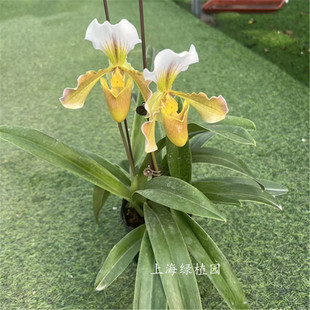 兜兰绿肉饼带花苞 稀有名贵兜兰 大花兜兰 室内阳台好养 苗壮苗大