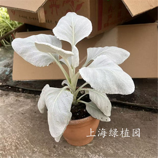 天使之翼银叶粉花矢车菊盆栽红花银叶菊银羽阳台庭院银色系多年生