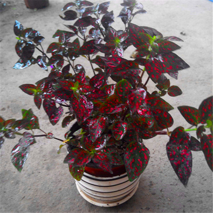 嫣红蔓红花芙蓉醡浆草 红花榨浆花三叶草 幸运草盆栽四季开花耐寒