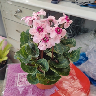 仙客来兔耳朵花盆栽室内阳台花园花苗荷兰进口带花发货包邮