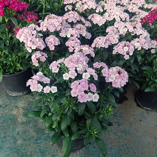 大花绣球石竹霹雳石竹美国五彩石竹花常夏欧石竹四季庭院阳台盆栽