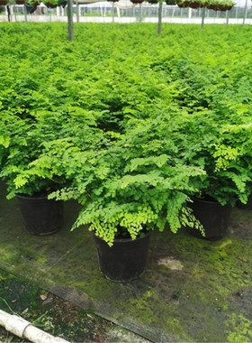铁线蕨铁丝草盆栽阳台办公桌植物耐阴好养四季常绿丛生植物绿色包