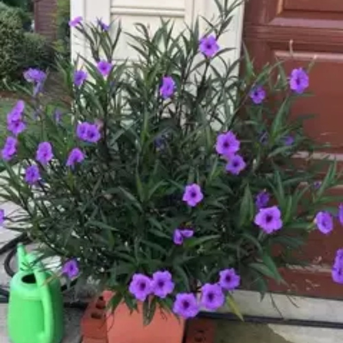 翠芦莉易养活蓝花草耐晒耐阴多季开花地栽水培均可阳台庭院绿植