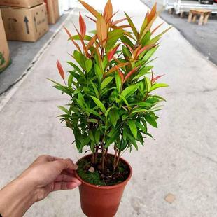 红车四季盆栽绿植红枝蒲桃阳台庭院净化空气彩叶植物灌木庭院盆景