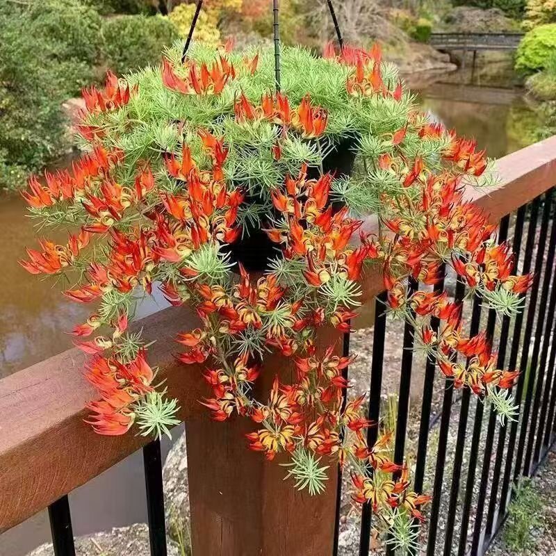 鹦鹉嘴 加那利百脉根 阳台庭院垂吊观叶开花盆栽奇特稀有观赏植物