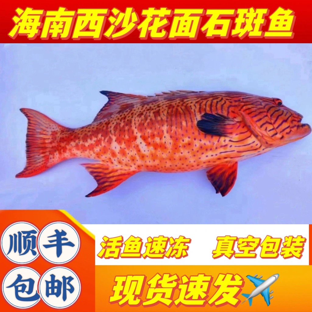 海南西沙深海花面东星斑鱼石斑鱼海鱼新鲜海鲜鲜活冷冻顺丰包邮