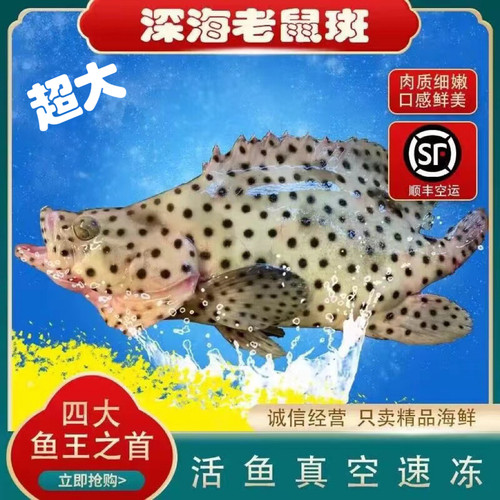 海南海鲜海鱼四大鱼王老鼠斑海捕石斑鱼驼背鲈鲜活冷冻顺丰包邮
