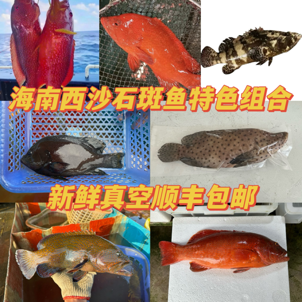 海南西沙石斑鱼组合套餐海鲜鲜活冷冻东星斑老鼠斑燕尾斑顺丰包邮