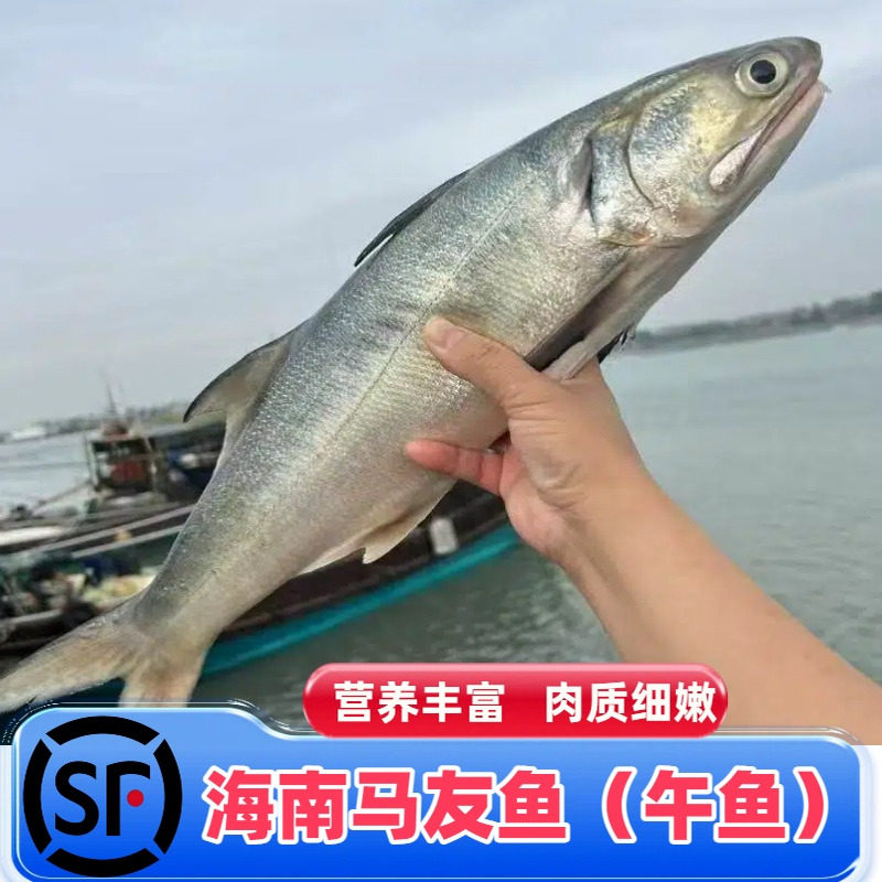 海南海捕马友鱼午鱼特产海鲜海鱼淡水鱼类