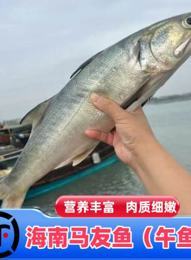 海南海捕马友鱼午鱼特产海鲜海鱼大午鱼午笋鱼新鲜冷冻顺丰包邮