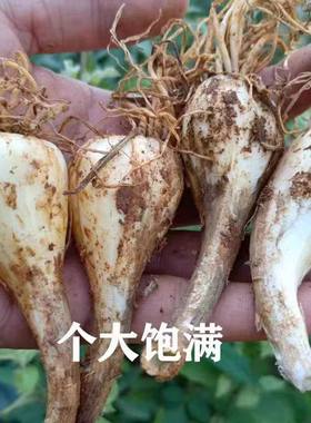 荞头新鲜藠头现挖现发大个江西