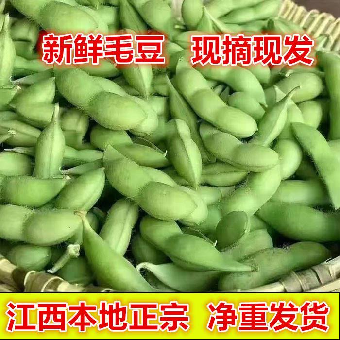 无架豆种子豆角四季豆种