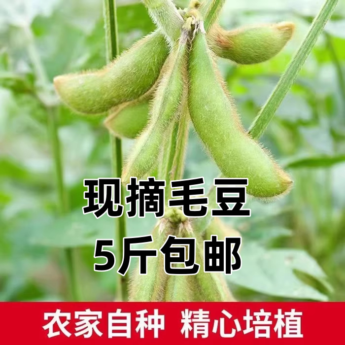新鲜毛豆青豆当季农家自种蔬菜现摘现发豆角豆荚家商用江西农产品