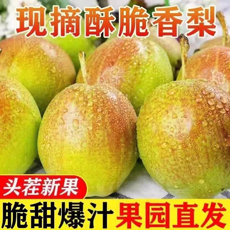现摘红香酥梨当季新鲜水果脆甜多汁薄皮脆梨红皮梨子青梨整箱包邮