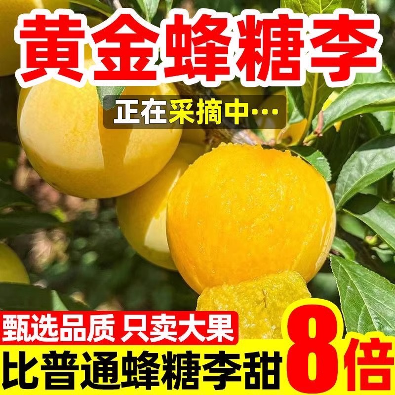 纯甜冰糖李子四川蜂糖李子果新鲜桃花李蜂蜜黄金奈李5斤水果包邮