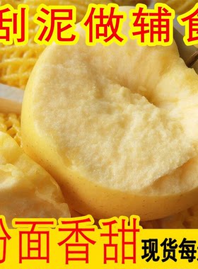 粉面沙甜软糯黄元帅苹果新鲜水果宝宝刮果泥富士非秦冠花牛苹果