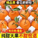 正宗四川春见耙耙柑很甜粑粑柑9斤橘子甜当季 整箱新鲜水果丑柑桔