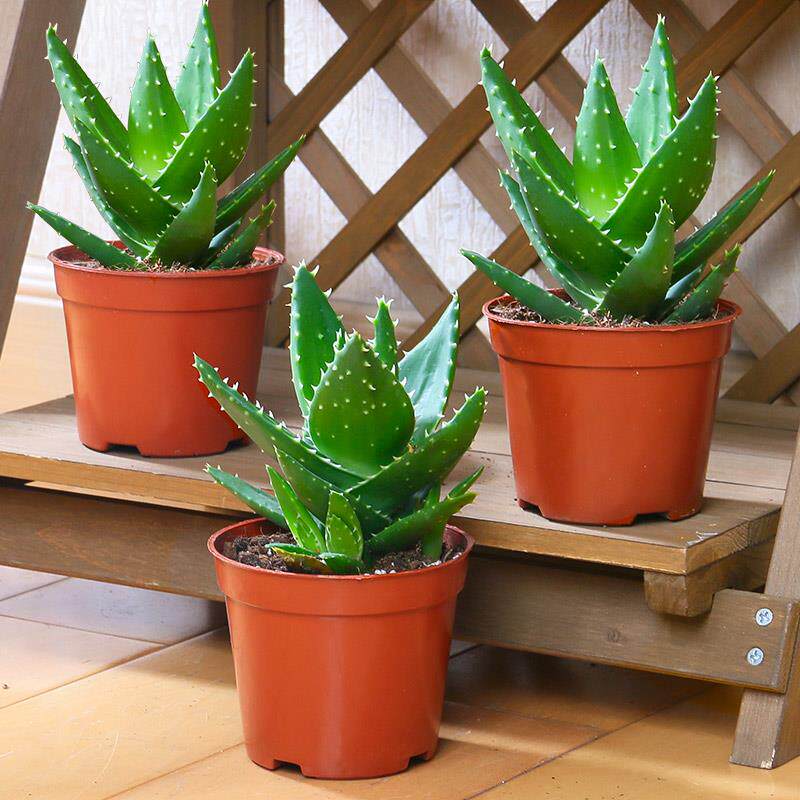 不夜城芦荟盆栽室内盆栽净化空气多肉植物花卉办公室桌面盆栽植物