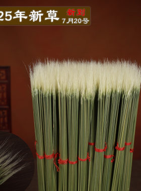 蟋蟀蛐蛐斗草芡草鼠须草探子