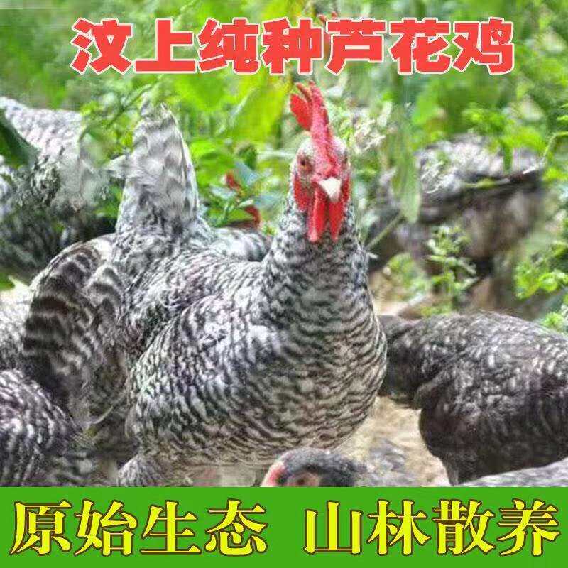 散养汶上芦花鸡成年鸡活体成体下蛋鸡活体快递发货包邮成体鸡活体