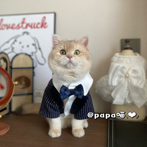 猫咪衣服公猫帅气英短西装西服
