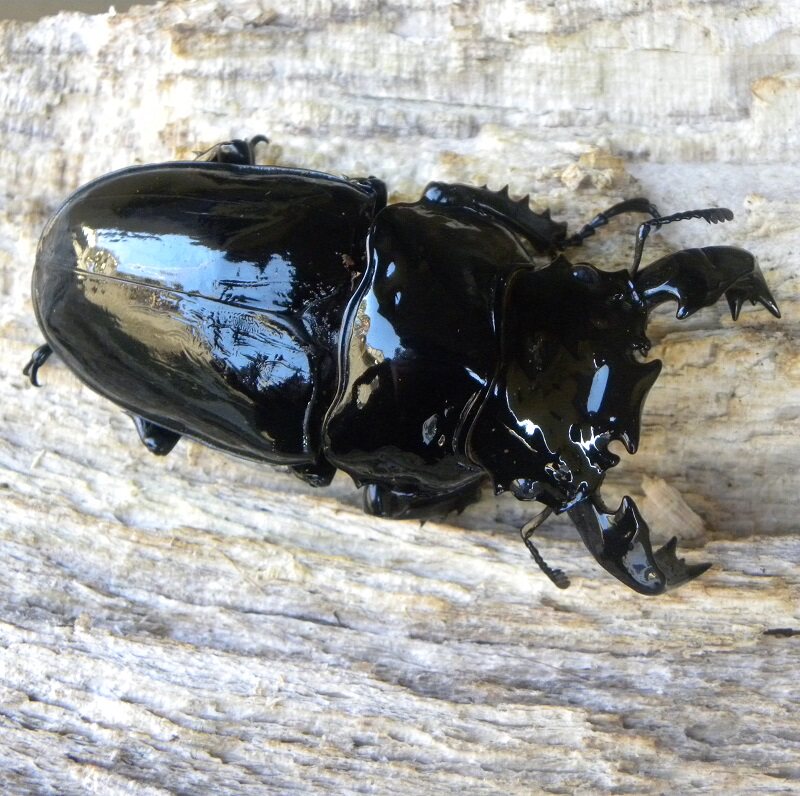 非洲大黑艳锹形虫 mt  甲虫 锹甲长戟大兜