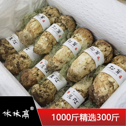 休休亭四川野生新鲜松茸礼盒顺丰