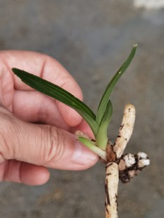 一物一拍兰花苗草农根蕙兰带皮矮种叶型草带大帽子丝每片叶都带艺