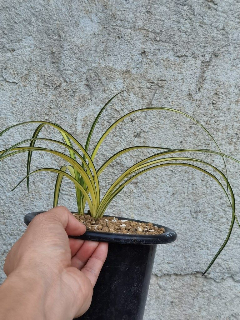 一物一拍实物兰花苗兰草蕙兰壮苗宽边大帽朱金中透艺草