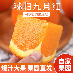 湖北山峡九月红脐橙秭归当季新鲜果冻橙橙子现摘现发水果榨汁整箱