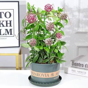 球兰花苗室内爬藤吊兰盆栽花卉绿叶花心球兰大苗攀援植物