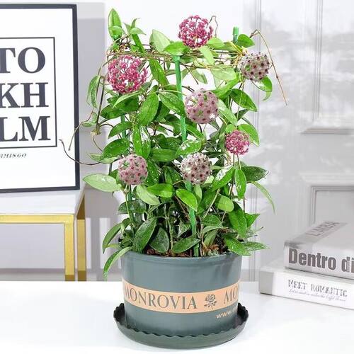球兰花苗室内爬藤吊兰盆栽花卉