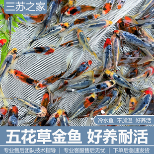 精品兰花草金冷水观赏鱼好养耐活五花草金鱼水墨兰花练手鱼自来水