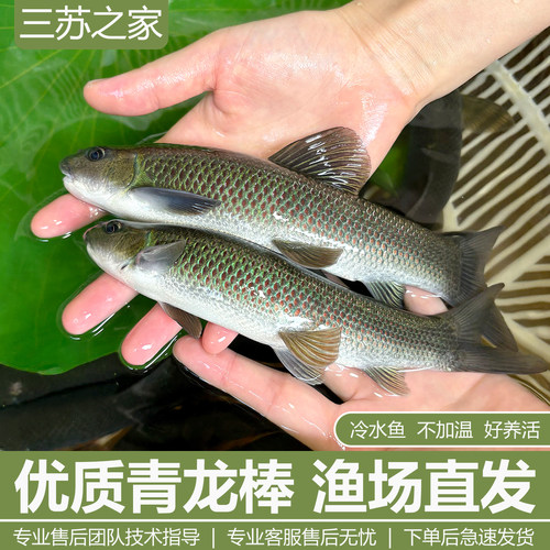 青龙棒鱼苗吃青苔川华鲮鱼