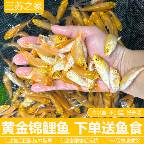 黄金锦鲤活体冷水好养观赏鱼