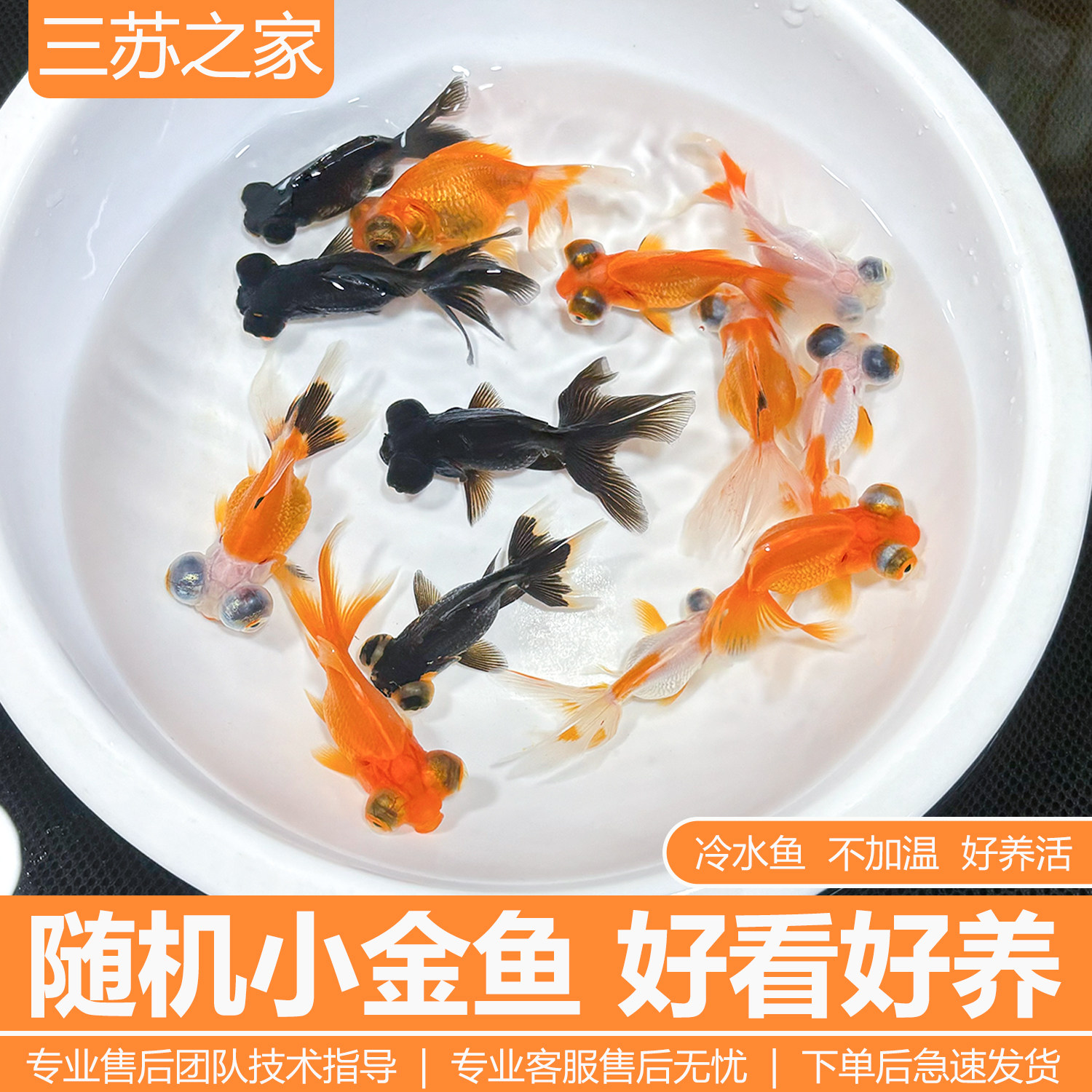 金鱼黑龙睛红国狮鸿运当头丹顶鎏金冷水鱼观赏鱼淡水鱼草金鱼活鱼