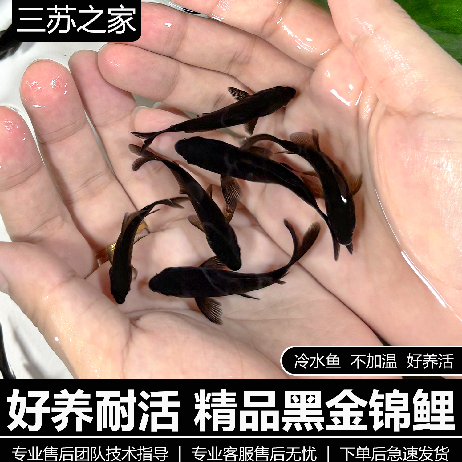 锦鲤鱼活体鱼好养耐活小鱼苗