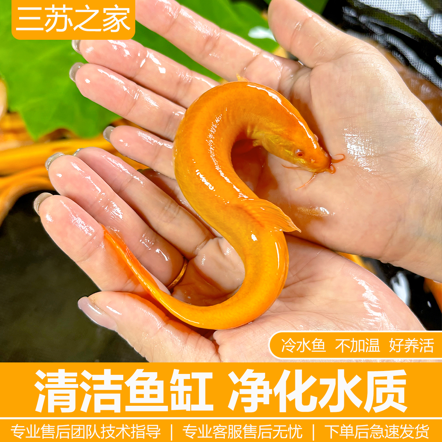 黄金泥鳅冷水清道夫鱼缸清洁工具