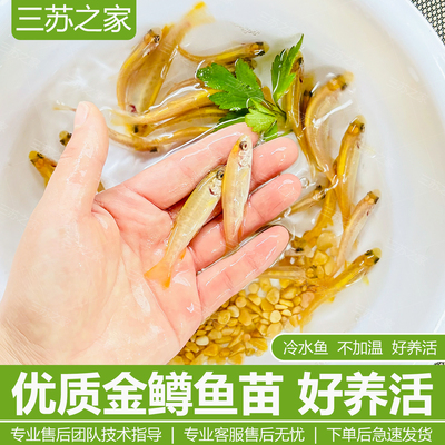 虹鳟金鳟三文鱼苗冷水淡水养殖