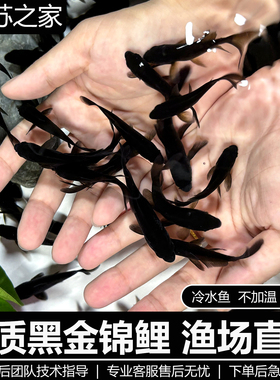 乌金黑金锦鲤黑草金小金鱼好养耐活冷水观赏鱼新手淡水黑彗星锦鲤