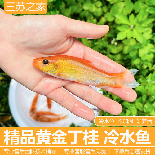 稀有红丁桂鱼苗黄化调理