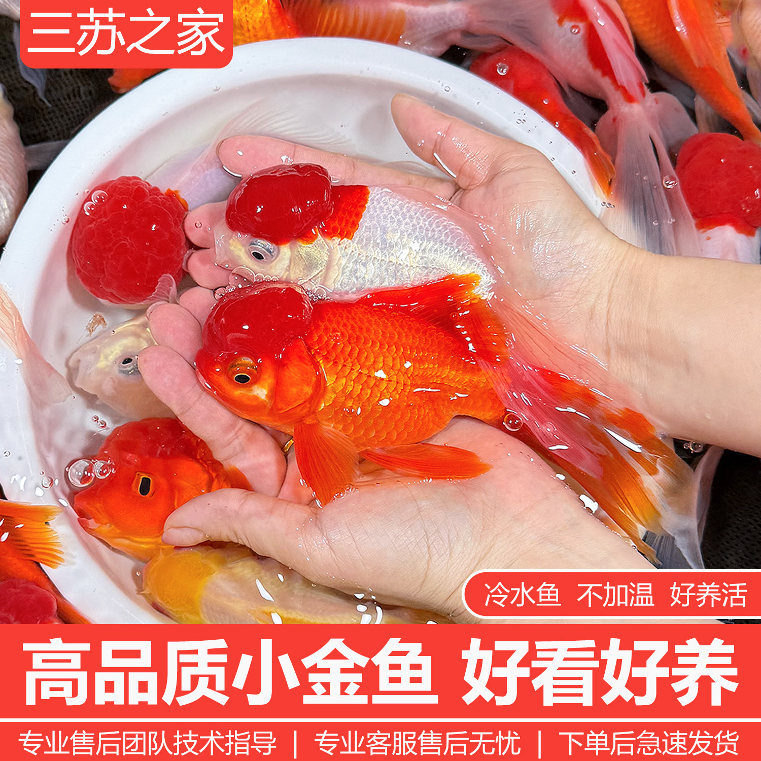 观赏鱼鸿运当头鹤顶红金鱼活体鱼苗冷水小鱼淡水好养国狮金鱼活鱼,宠物/宠物食品及用品,鱼,淘宝优惠券,粉丝福利购,淘宝优惠卷