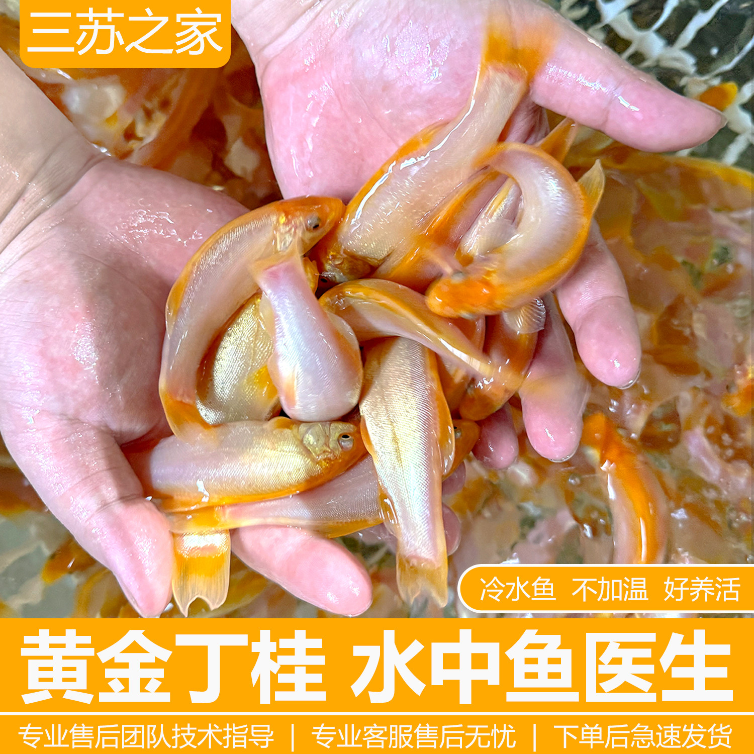 红丁桂鱼苗黄金丁桂稀有红色丁桂鱼苗黄化丁桂鱼淡水混养鱼医生