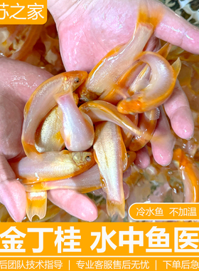 红丁桂鱼苗黄金丁桂稀有红色丁桂鱼苗黄化丁桂鱼淡水混养鱼医生