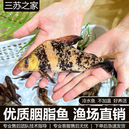 一帆风顺胭脂鱼苗淡水养殖食用美人鱼鱼缸清道夫观赏鱼清洁工具鱼