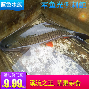 军鱼黄金胡子锦鲫光倒刺鲃黄娟鱼活体鱼苗原生鱼猛鱼全国发货包活