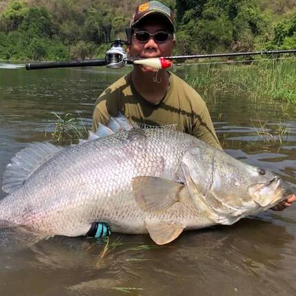 观赏鱼金目鲈盲曹鱼海水淡化尼罗河红目鲈鱼尖吻霸气拉菲战神冷水
