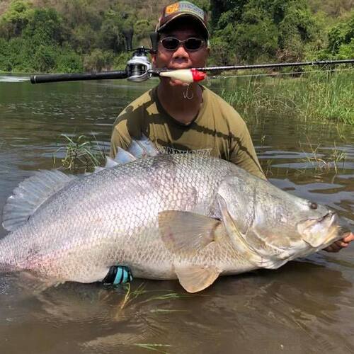 观赏鱼金目鲈盲曹鱼海水淡化尼罗河红目鲈鱼尖吻霸气拉菲战神冷水