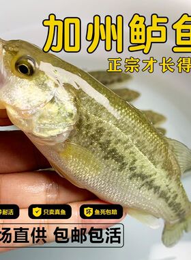 鲈鱼苗加州鲈鱼七星鲈鱼苗活体淡水养殖淡水鱼路亚鲈淡水鲈鱼