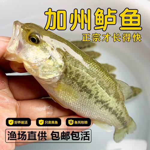 鲈鱼苗加州鲈鱼七星鲈鱼苗活体淡水养殖淡水鱼路亚鲈淡水鲈鱼